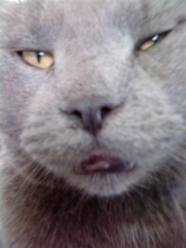 Blanding af racer Plys - Plys :) billede 5