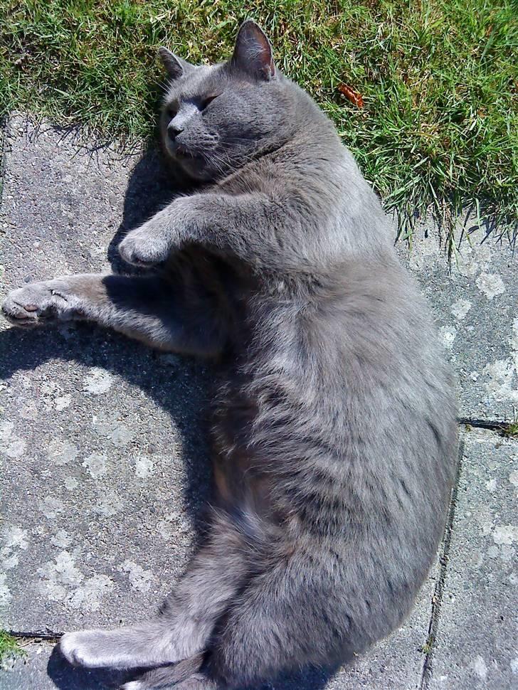 Blanding af racer Plys - Plys ude i haven billede 6