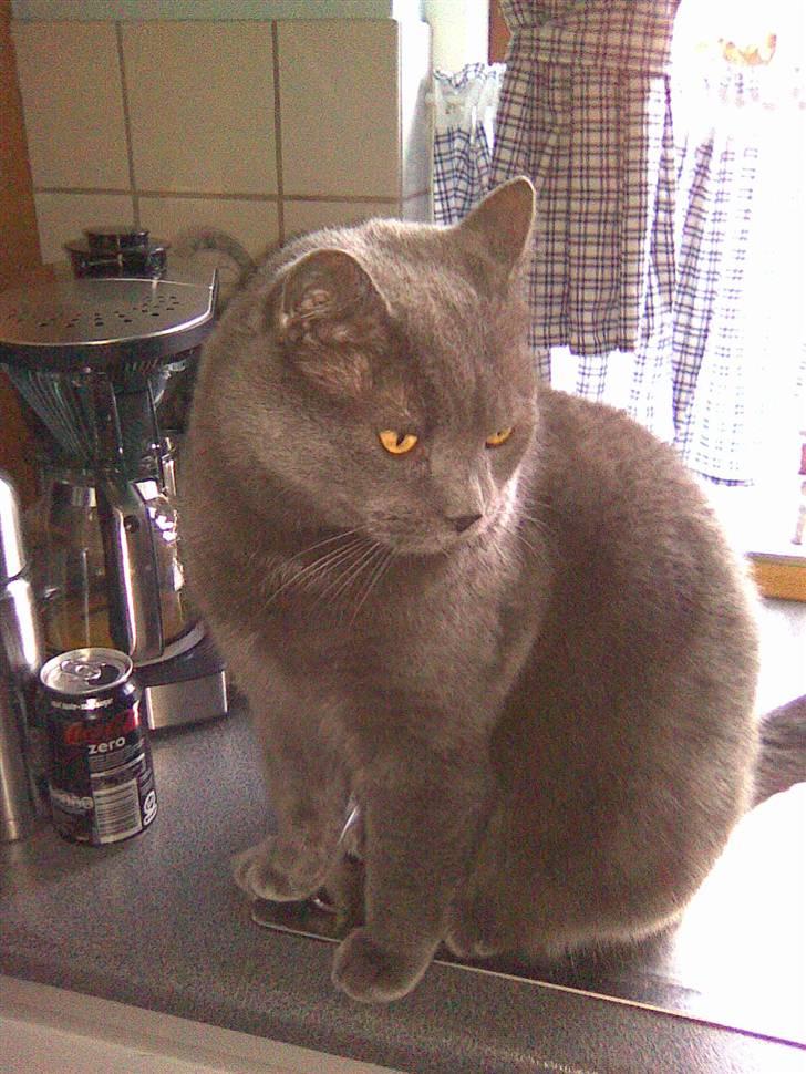 Blanding af racer Plys - Plys billede 8