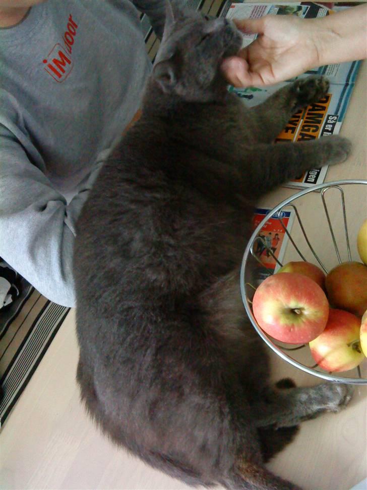 Blanding af racer Plys - Plys billede 9