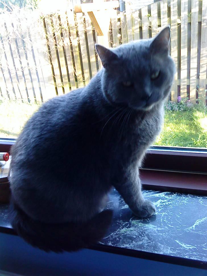 Blanding af racer Plys - plys i vndueskammen billede 10