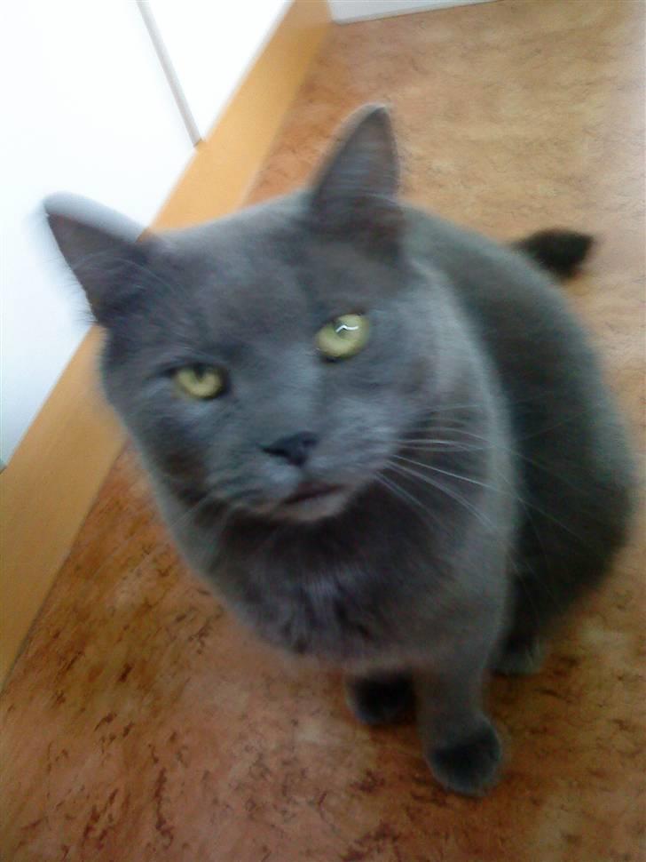 Blanding af racer Plys - Tigge prinsen <333 billede 11