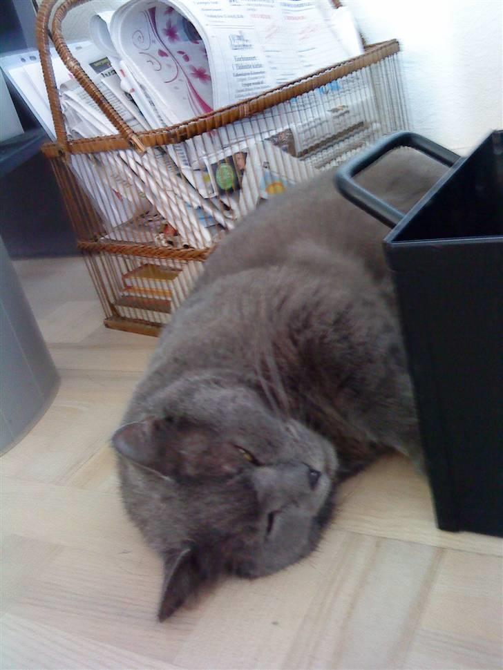 Blanding af racer Plys - Plyssen <3 billede 12