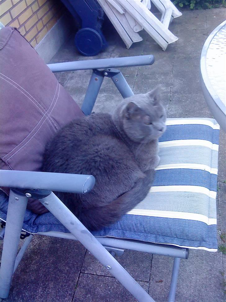 Blanding af racer Plys - Plys i havestolen billede 13