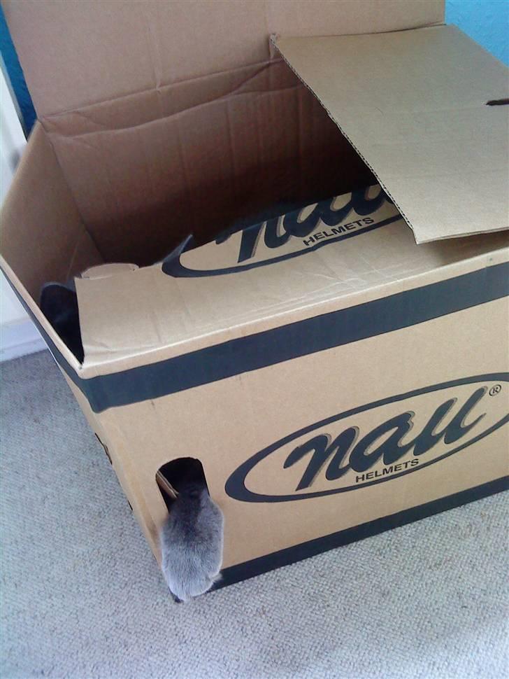 Blanding af racer Plys - Plys i kassen - Poten stikker ud af hullet. Haha :D billede 14