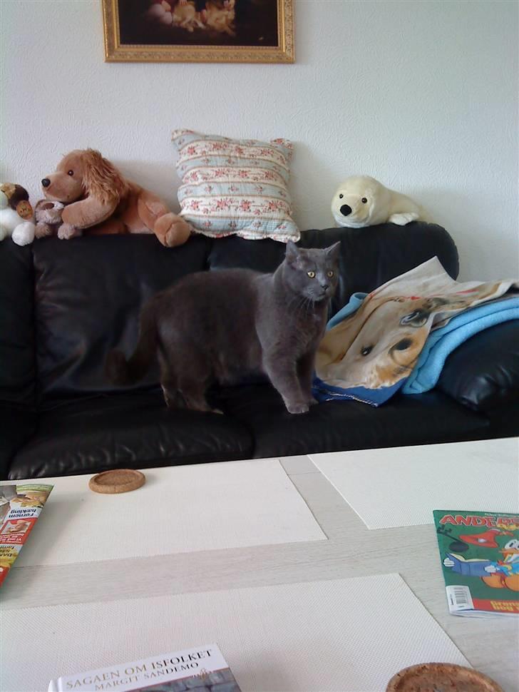 Blanding af racer Plys - Plys billede 15