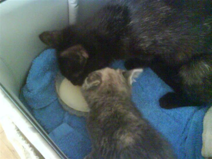 Huskat Gucci <3 billede 2