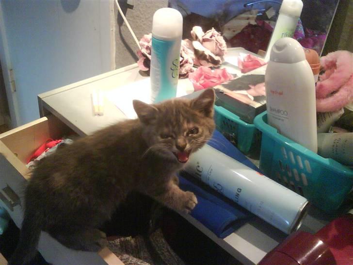 Huskat Gucci <3 billede 3