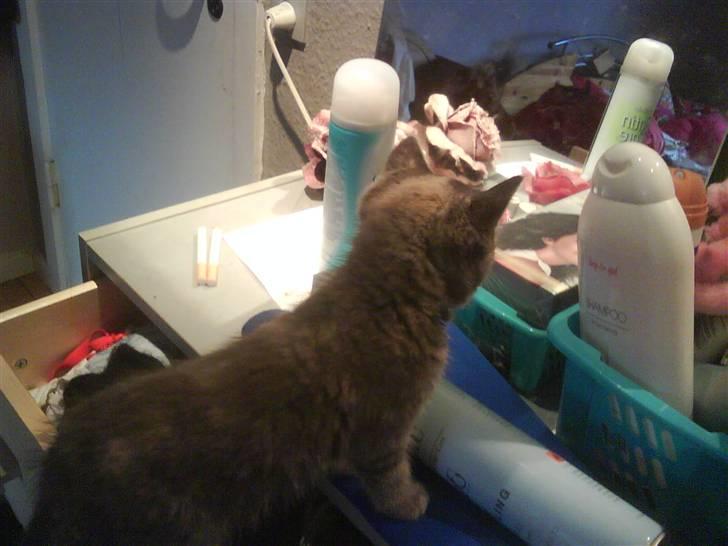 Huskat Gucci <3 billede 4