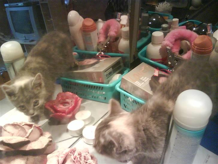 Huskat Gucci <3 billede 5