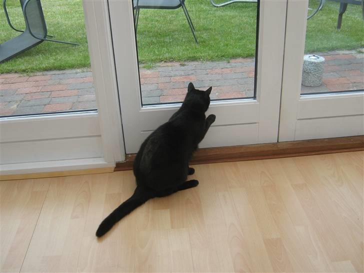 Huskat fie billede 6