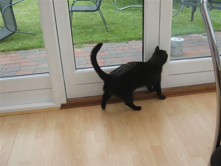 Huskat fie billede 7