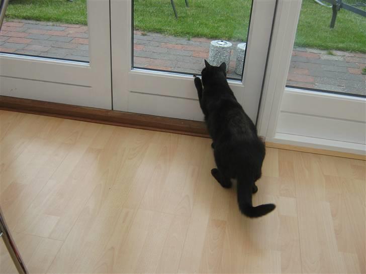 Huskat fie billede 8