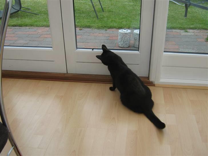 Huskat fie billede 9