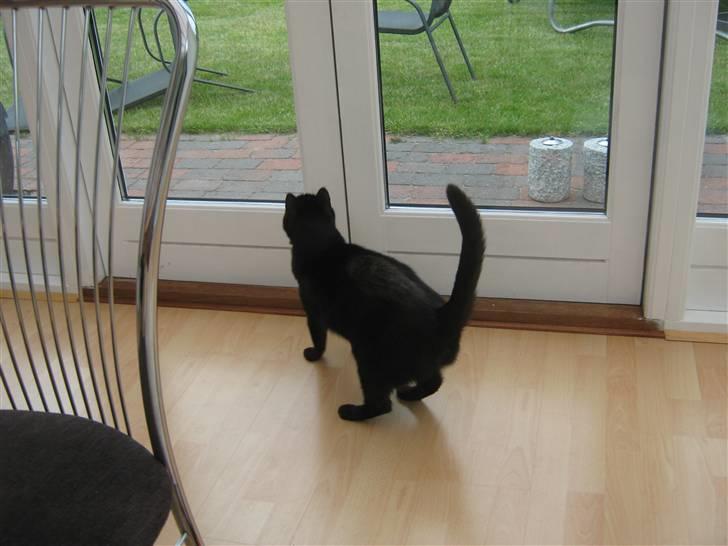 Huskat fie billede 10