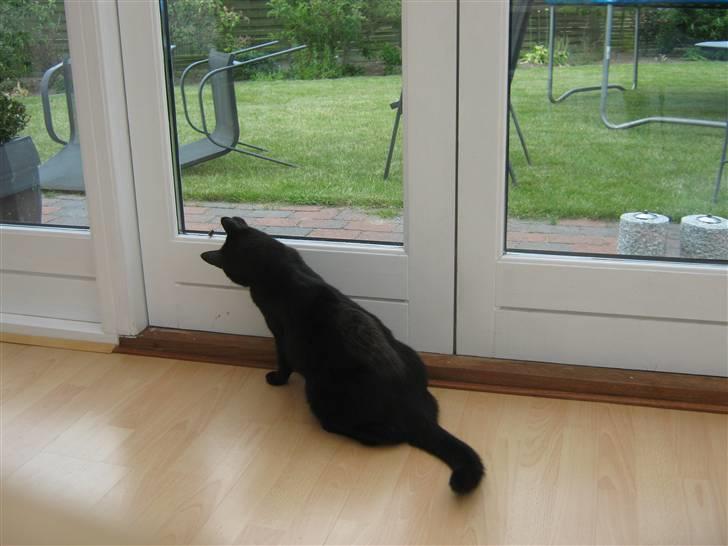 Huskat fie billede 11