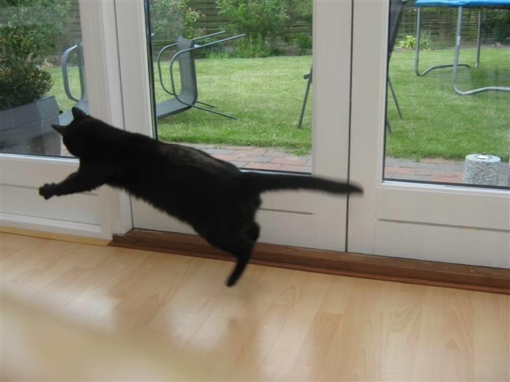 Huskat fie billede 12