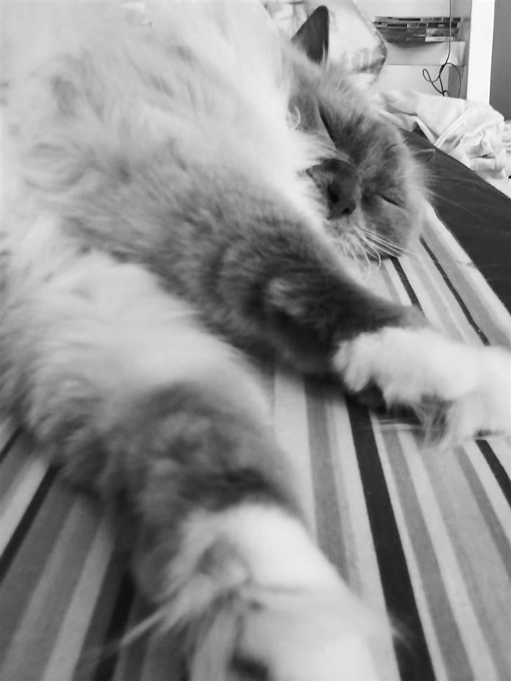 Ragdoll Cirkeline billede 13