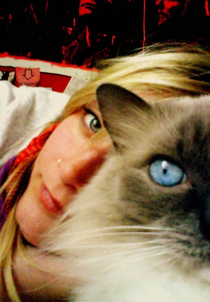 Ragdoll Cirkeline billede 14