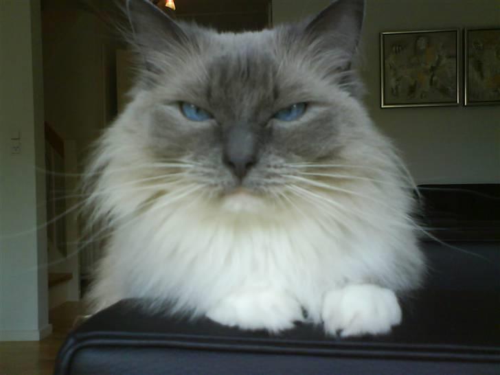 Ragdoll Cirkeline billede 15