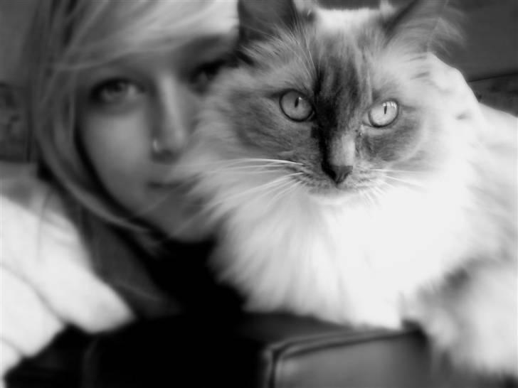 Ragdoll Cirkeline billede 16