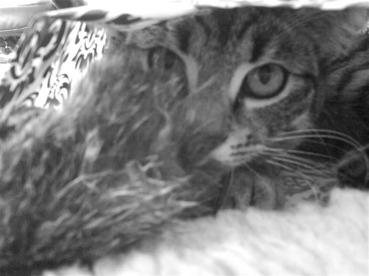 Blanding af racer ((( Bellis ))) - (Belle)  billede 19