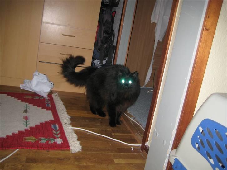 Maine Coon Coco - wooow, hun er vokset! Maj 2009 billede 13