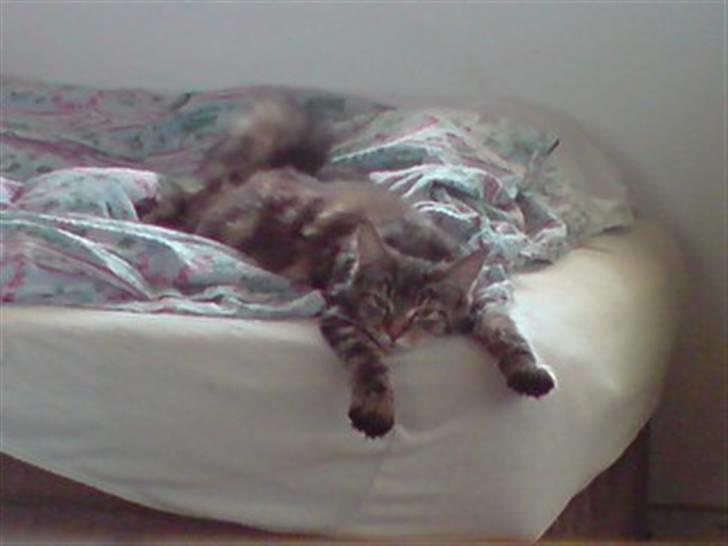 Maine Coon Silleh  - Ahhh en dejlig slapper i mors seng billede 1