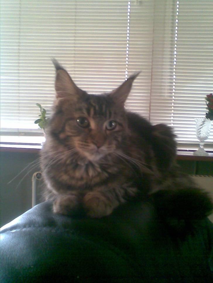 Maine Coon Silleh  - Sofaen er en god udkigspost. billede 2