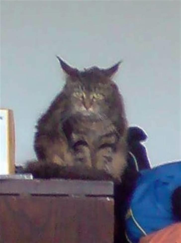 Maine Coon Silleh  - Uhh dejligt at komme ind efter regnvejr. billede 3