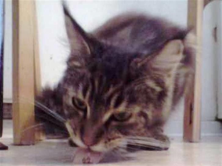 Maine Coon Silleh  - Nam nam en godbid. billede 4