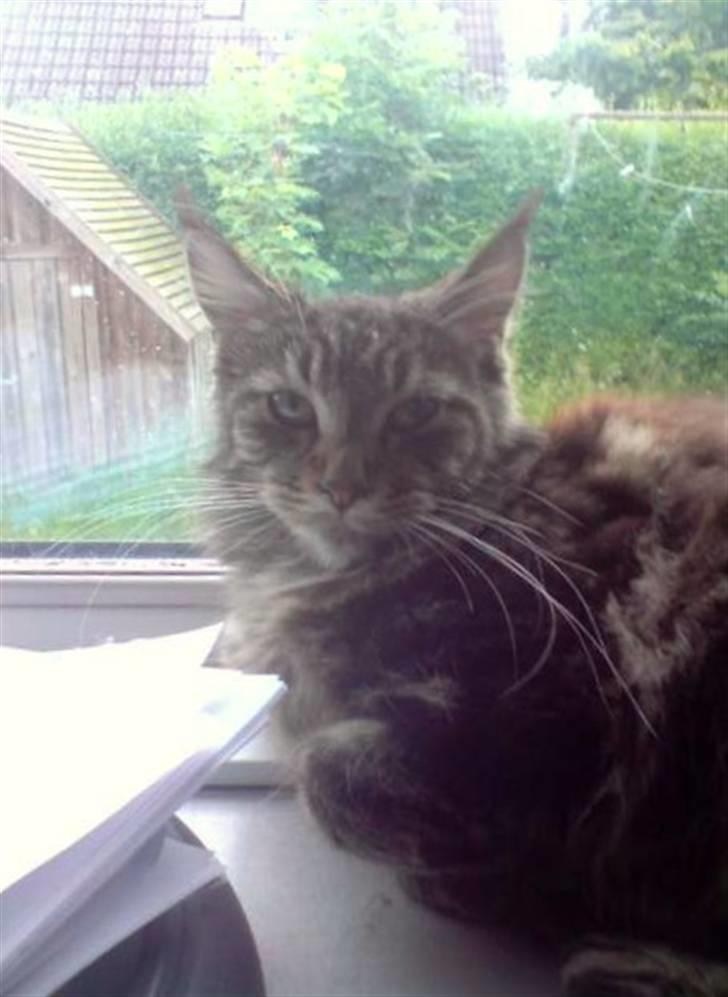 Maine Coon Silleh  - Vindues udsigt. billede 5