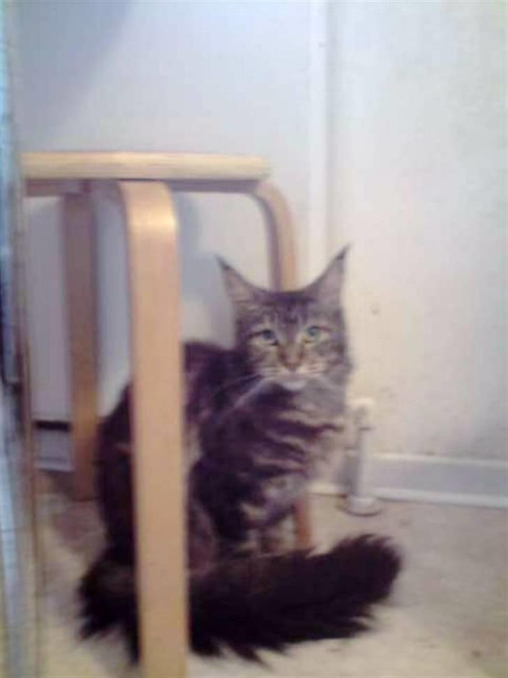 Maine Coon Silleh  billede 6