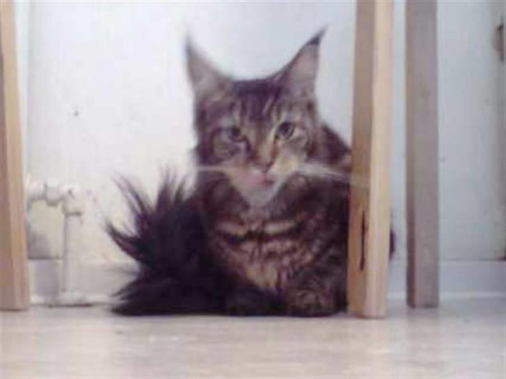 Maine Coon Silleh  billede 7