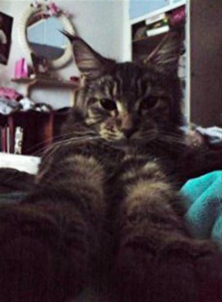 Maine Coon Silleh  billede 8