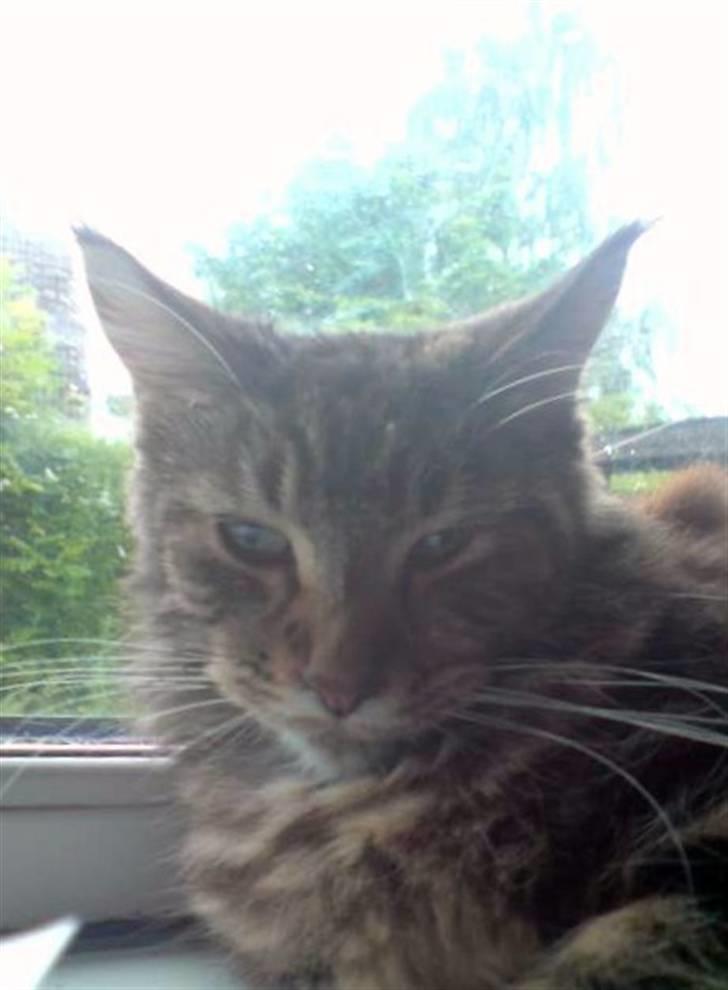 Maine Coon Silleh  billede 9