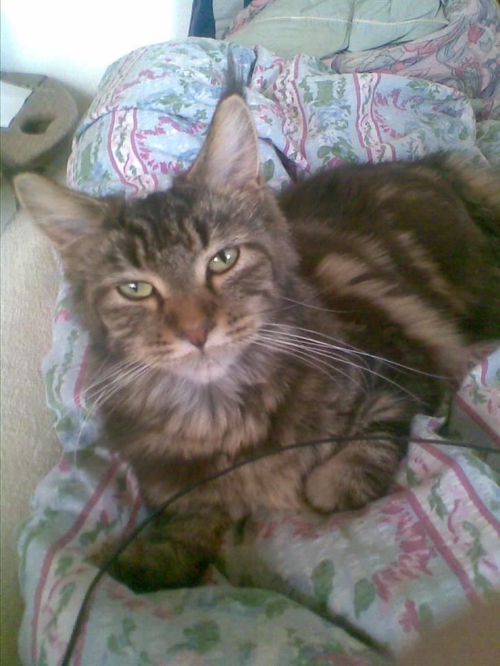 Maine Coon Silleh  billede 10