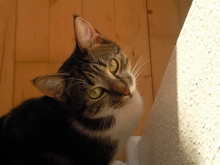 Huskat Mischa - Er jeg ikke kær? billede 1