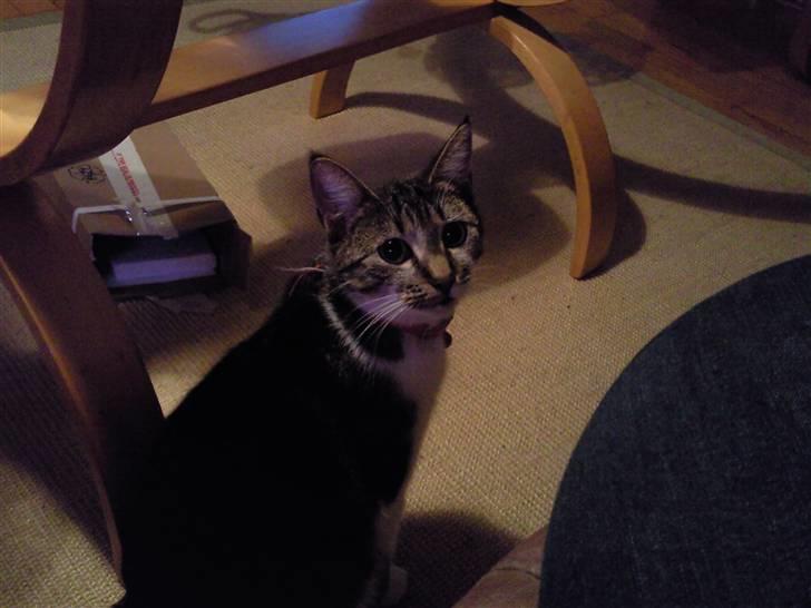 Huskat Mischa - Jeg har øjne så store som møllehjul ! billede 2