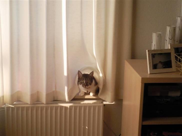 Huskat Mischa - Kan du finde mig? billede 3