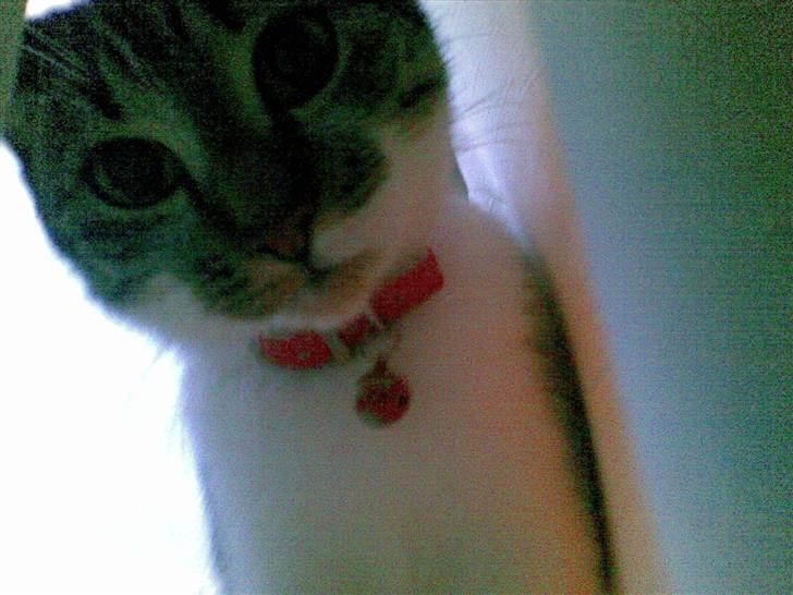 Huskat Mischa - BØH ! Blev du også bange ? billede 4