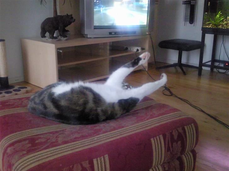 Huskat Mischa - Så hjælp mig dog op !  billede 5