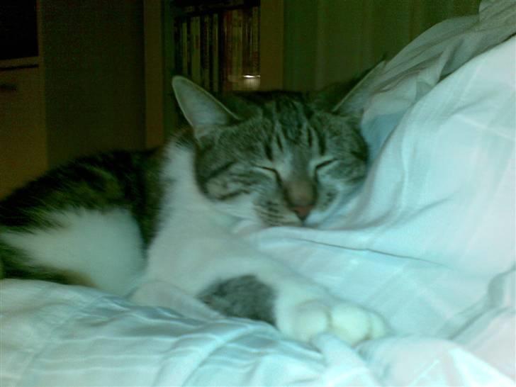 Huskat Mischa - Lad mig sove, lad mig sove. billede 6