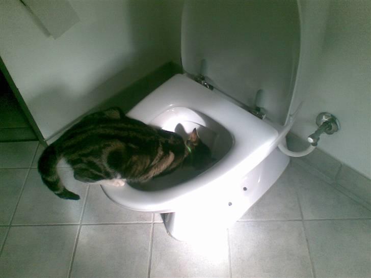 Huskat Mischa - Jeg tror vist nok jeg er en hund ? eller hvad? billede 7