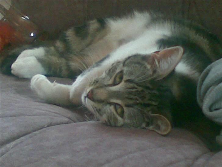 Huskat Mischa - Jeg er bare ligeglad med om du kalder, jeg bliver HER ! billede 8