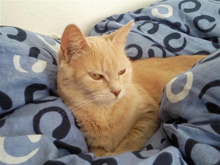 Huskat Misse - Sikke livet dog er dejligt når man kan dase hele dagen ! billede 1