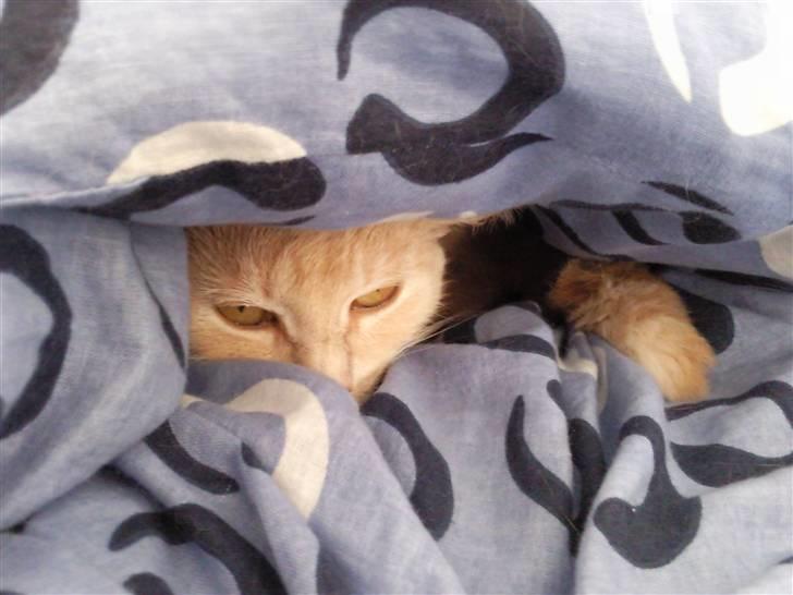 Huskat Misse - Skal vi lege gemmeleg? billede 2