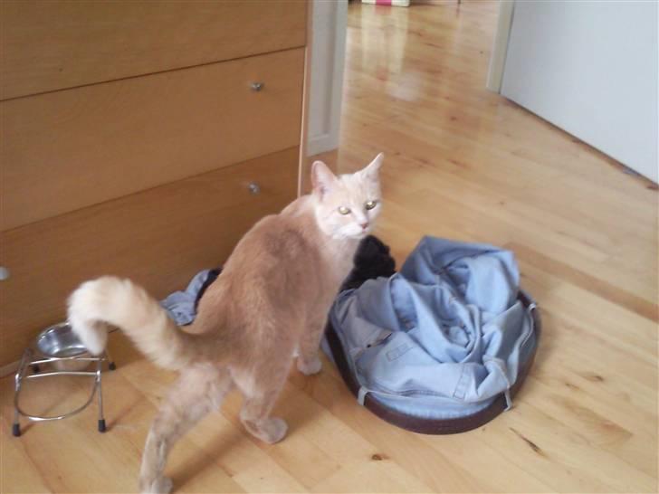 Huskat Misse - Sagde du noget?? billede 3