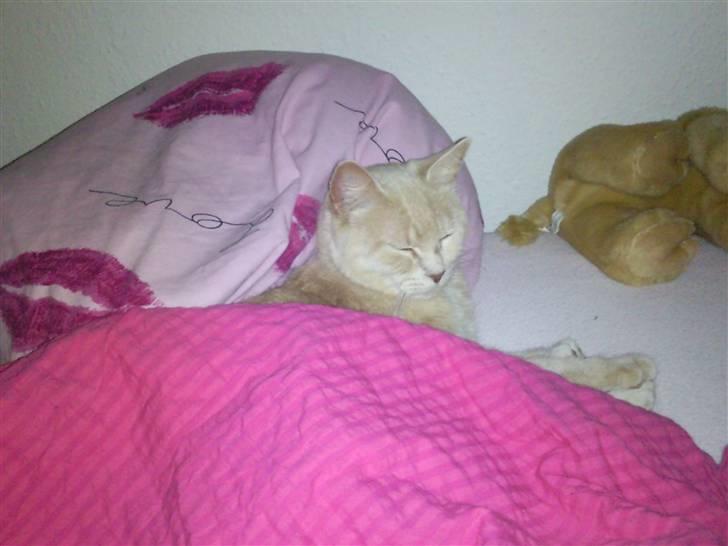 Huskat Misse - Jeg har snuppet mors dyne og pude :P billede 4