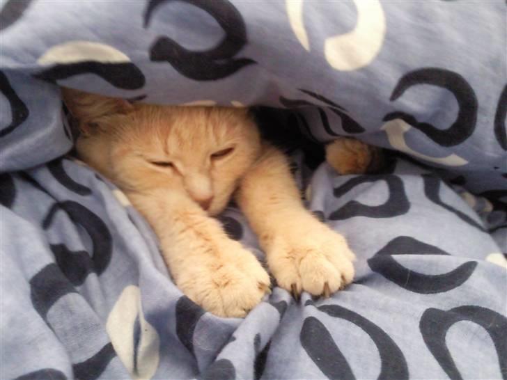 Huskat Misse - Hmm.. Mon jeg kan nå fjernebetjeningen hvis jeg strækker mig? billede 5